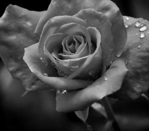 An image of a rose in black and white