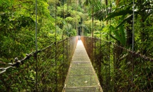 A bridge through a tropical rain forest