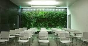 A classroom with white chairs and a wall of ivy in the background