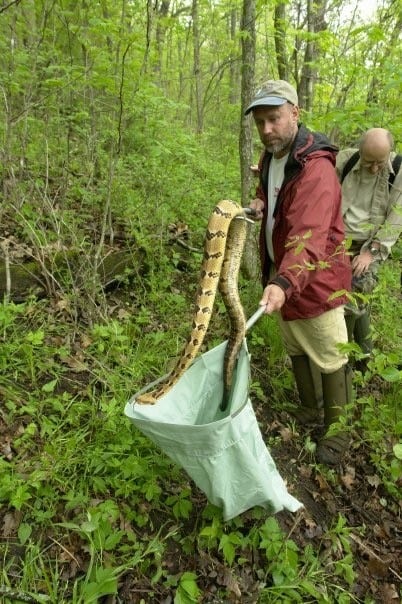 Dr. Chris Hamilton with a timber rattlesnake in Wisconsin