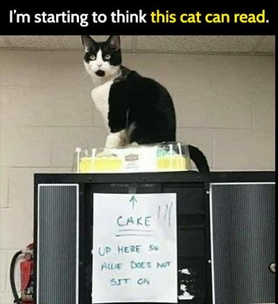 black & white cat sitting on a clear cake box