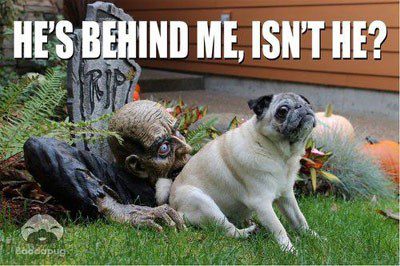 Pug dog sitting in front of a halloween gremlin, "He's behind me, isn't he?"