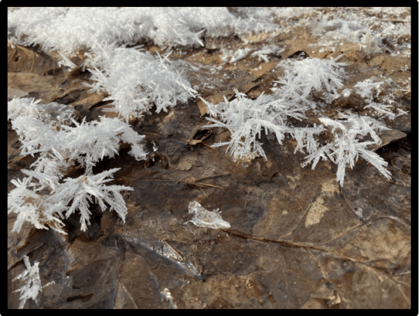 Frank Norton has won second place in the faculty/staff category for his photo titled “Ice Flowers”