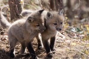 Red fox kits. Photo by U.S. Fish and Wildlife Service.
