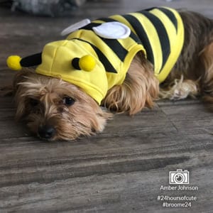 #24 Hours of Cute: Show Hornet Pride & Help the College