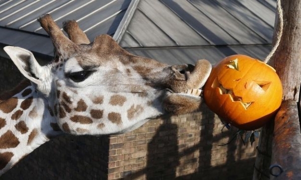 Giraffe nibbling on a halloween pumpkin