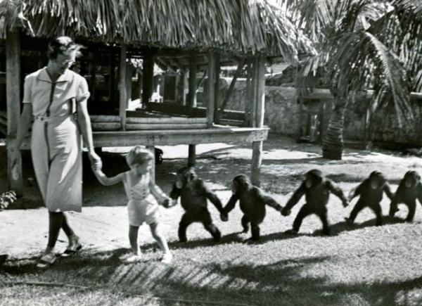 Photo of woman holding hands with a small child who is holding hands with a chimp, another chimp, etc in a jungle setting
